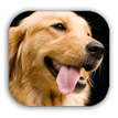 Apply for Dog Licenses